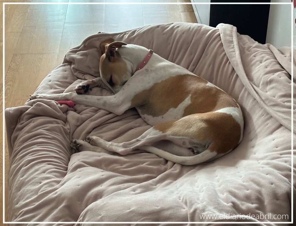 Primer plano de un Whippet dormido, resaltando la importancia del descanso para su salud y bienestar general.