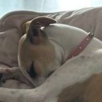 Whippet marrón y blanco descansando en su cama durante un día de salida.