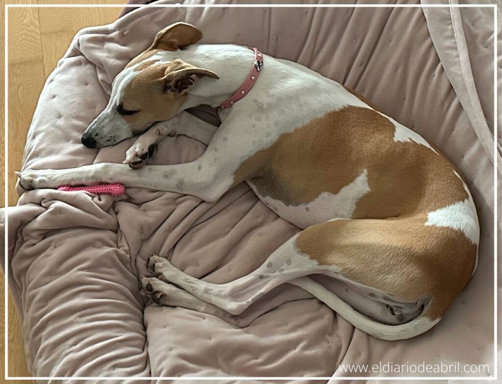 Whippet descansando después de una intensa actividad, ilustrando el contraste entre su energía y su necesidad de reposo.