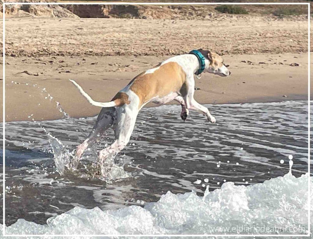 Unas carreras a la orilla del mar