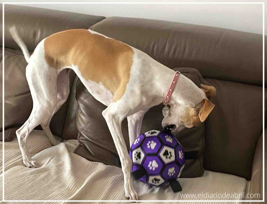 La Whippet Abril corriendo con su pelota en la boca, demostrando su disfrute y el tamaño adecuado del juguete.
