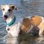 Whippet Abril disfrutando de su primer día de playa