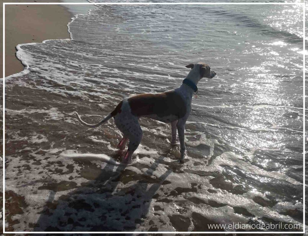 Un seafío de la Whippet Abril con el mar