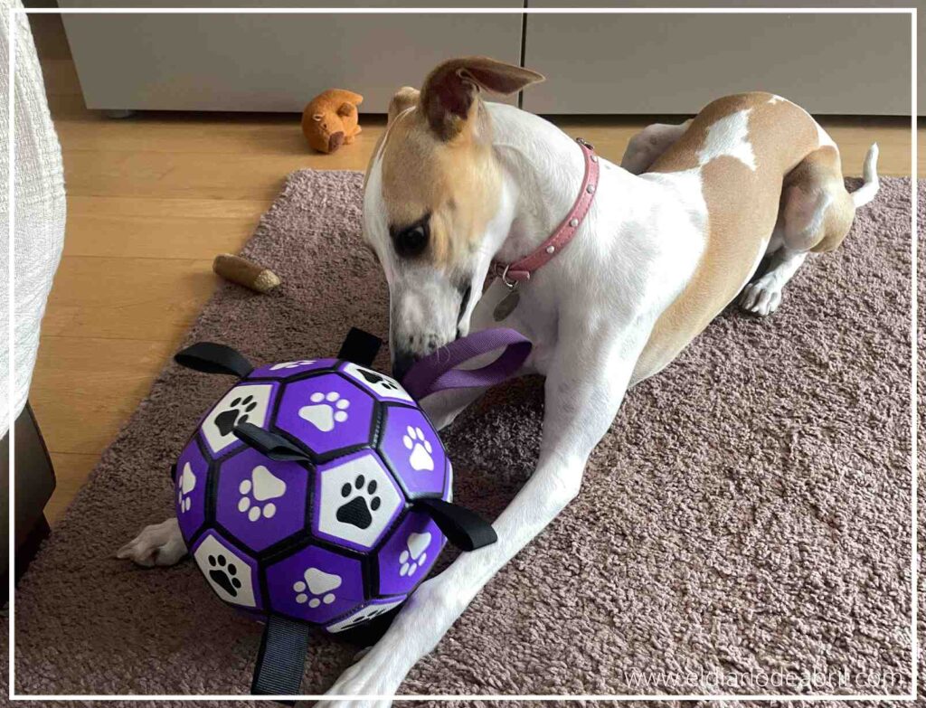 Primer plano de la pelota, el juguete favorito de la Whippet Abril, destacando su material resistente y asas.