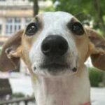 Una Whippet mirando de frente al objetivo con cara de buena