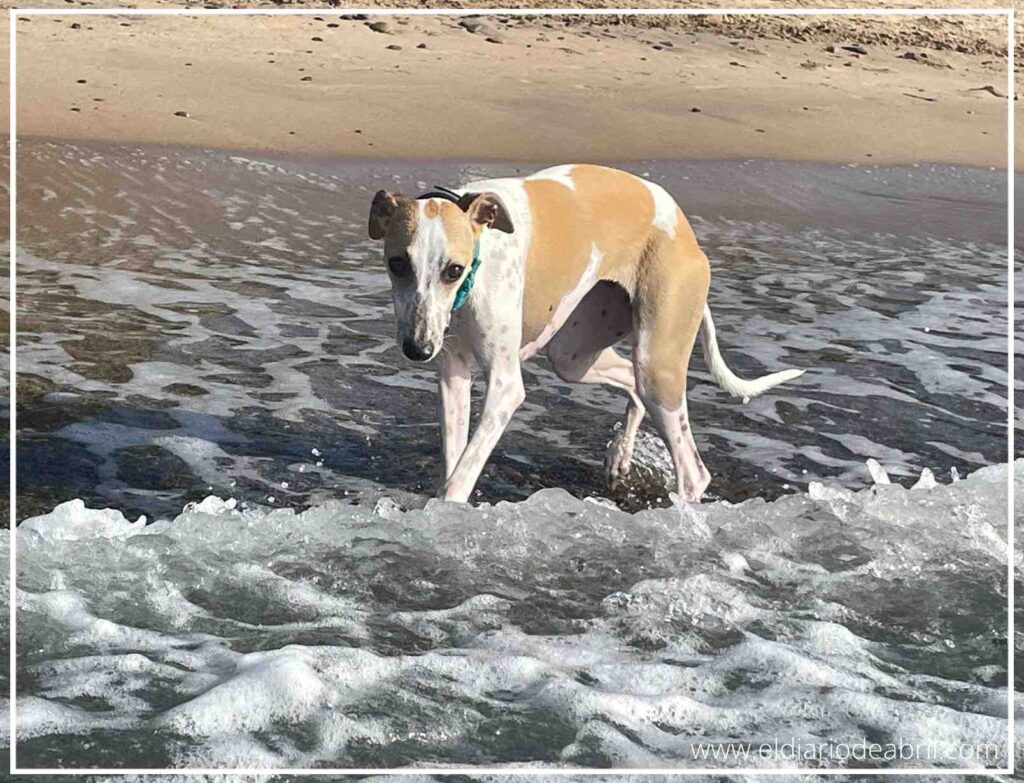 Ella siempre pensativa y cuidadosa con el mar