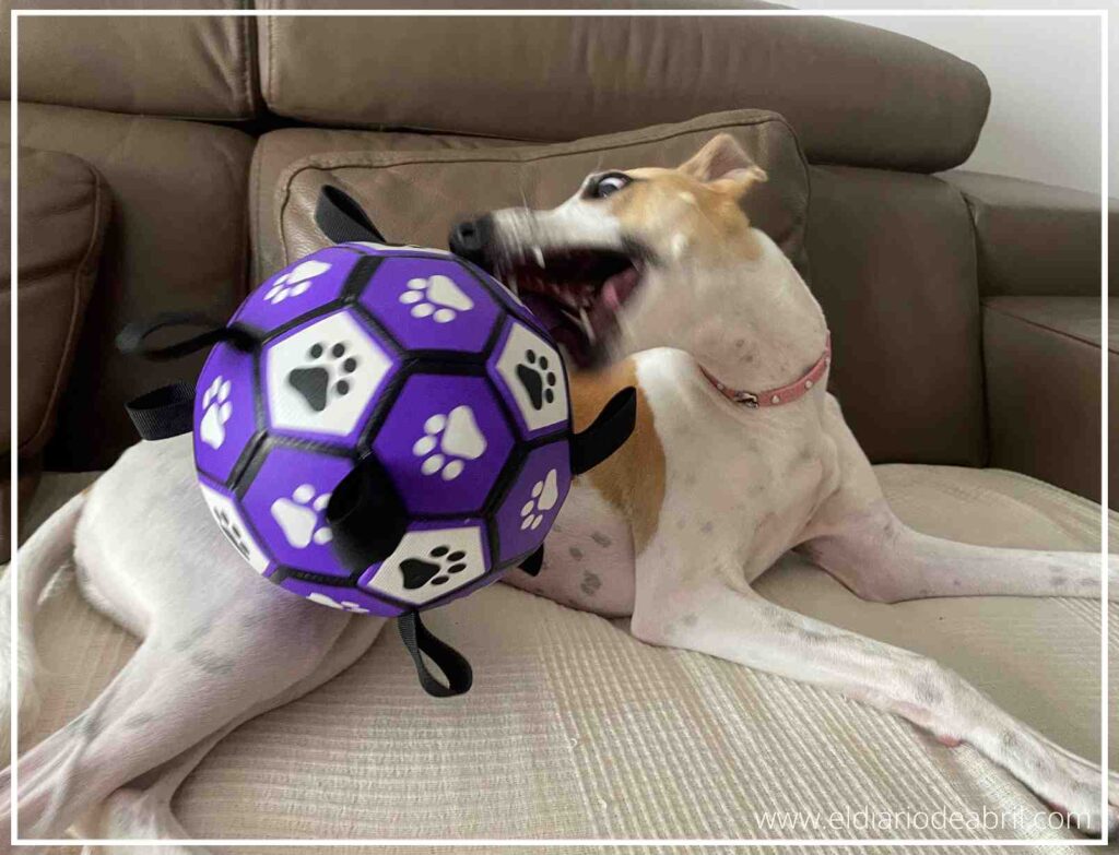 Detalle de la pelota de juego para Whippets con asas o cintas, comprada en Temu, ideal para la boca del perro.