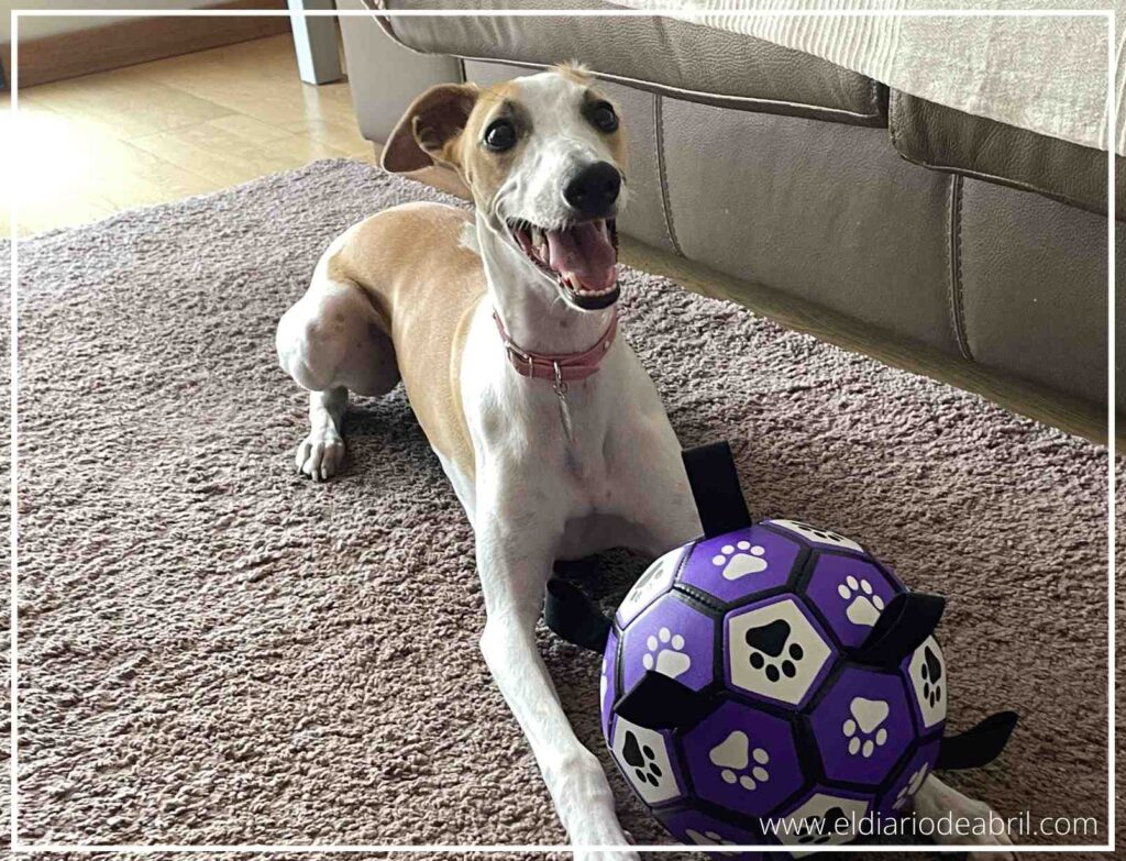 Pelota de juego para perros de 19 cm de diámetro, ideal para razas como el Whippet, con su inflador incluido.