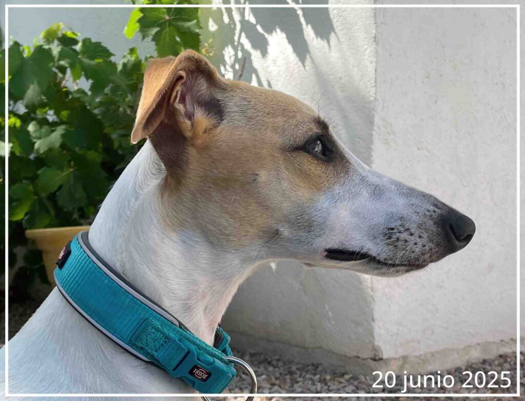 Foto de perfil de la whippet Abril hecha el día 20 de junio de 2025