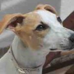 La Whippet Abril, cumple siete meses en casas