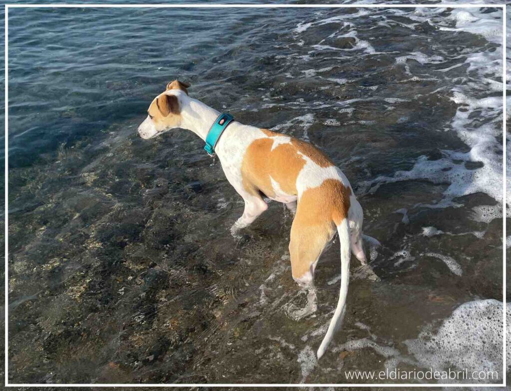 Esta Whippet es una valiente pisand el mar como lo hace