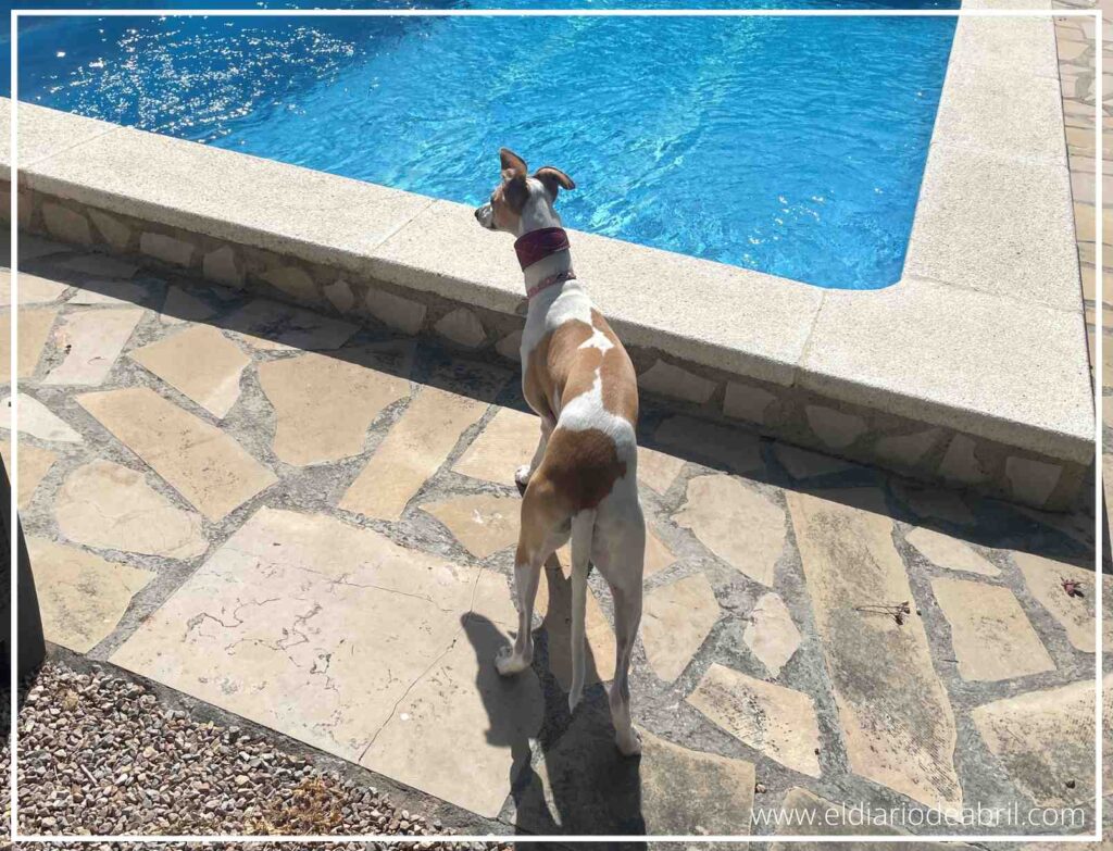 Una Whippet asomada a una piscina color turquesa