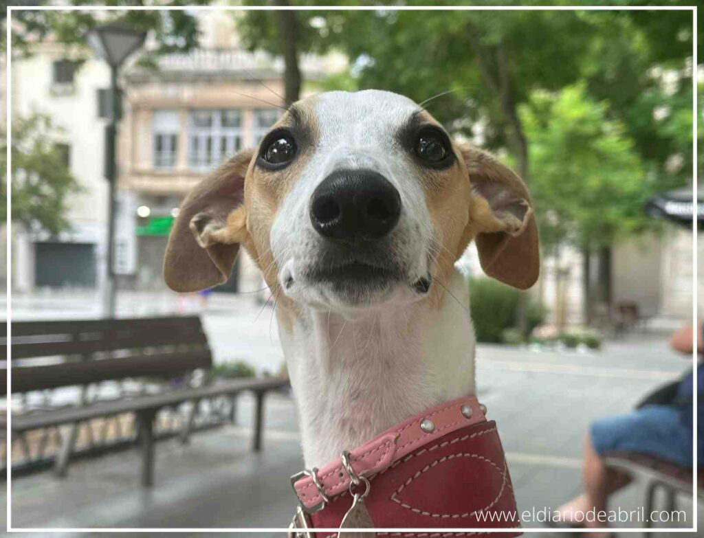 Una Whippet mirando de frente a la camara con collar color granate