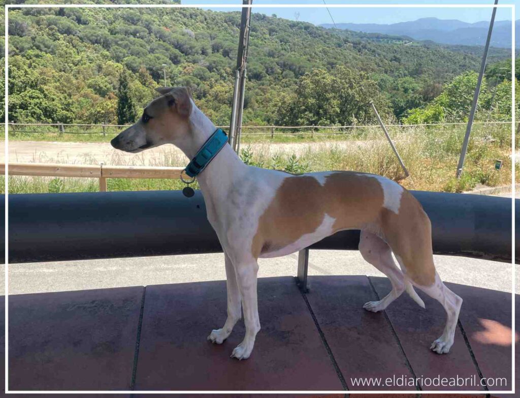 Una Whippet posando sobre un lugar en el campo