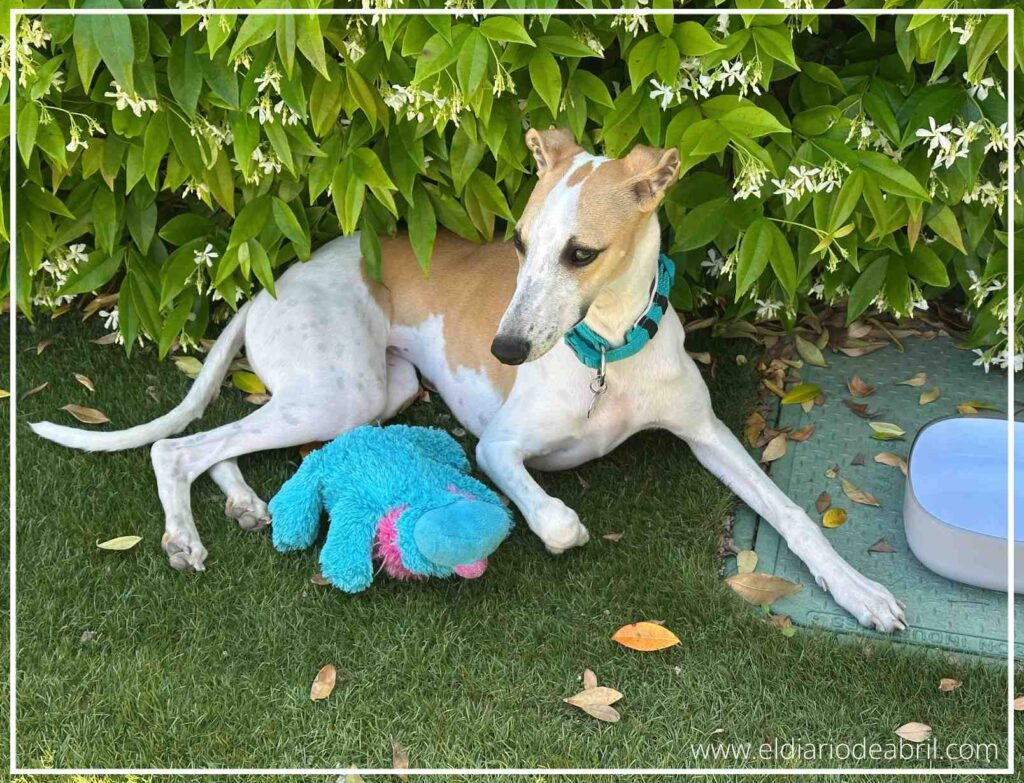 La Whippet Abril, en el cesped, con su muñeco preferido de color azul