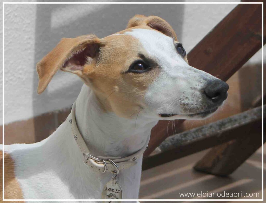 La Whippet Abril, en el sol, tumbada en la terraza