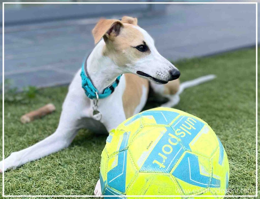 La Whippet Abril tumbada en el césped con una pelota verde