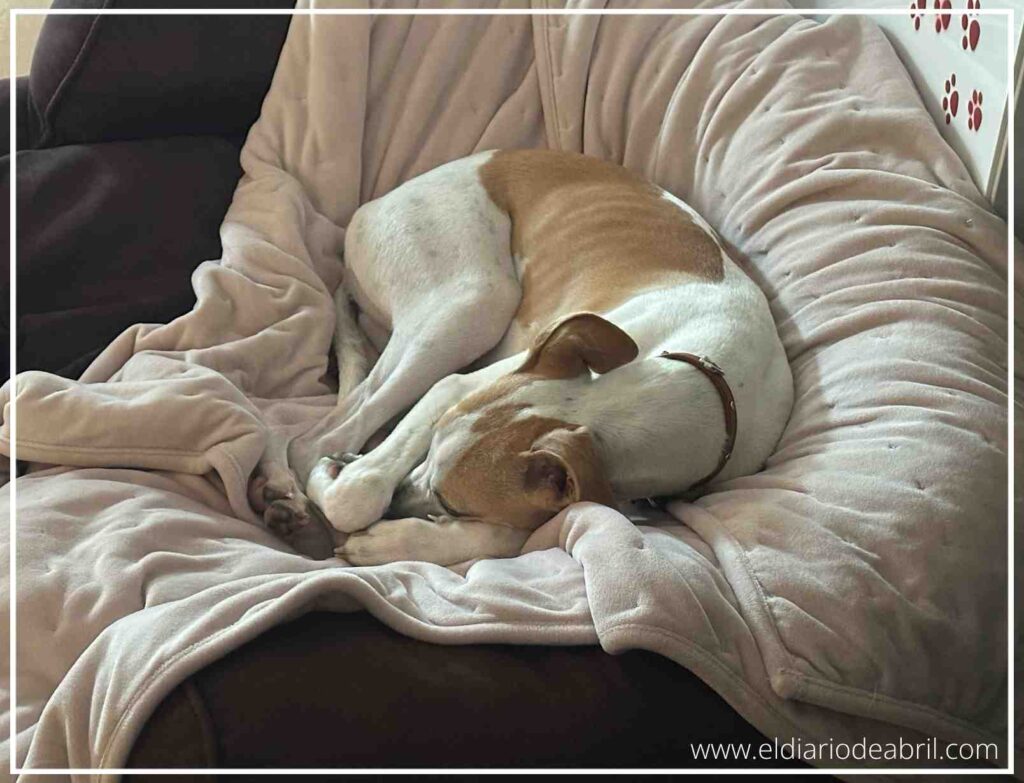La whippet Abril durmiendo en su cama marrón