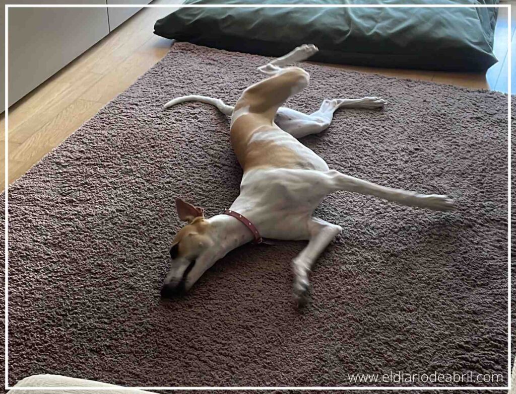La Whippet Abril, estirándose en la alfombra de casa.