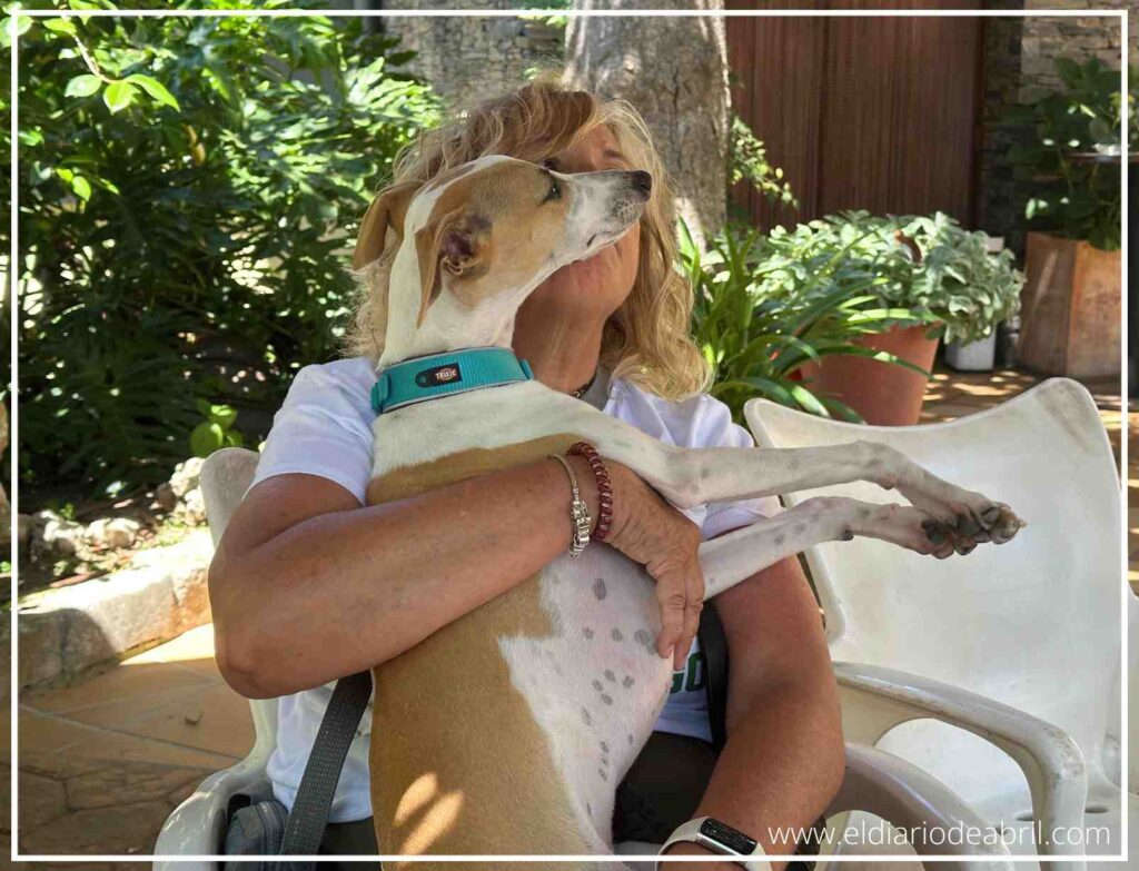 Una Whippet cogida en brazos con su mami