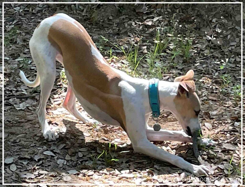 La Whippet Abril, con sus palitos en el campo