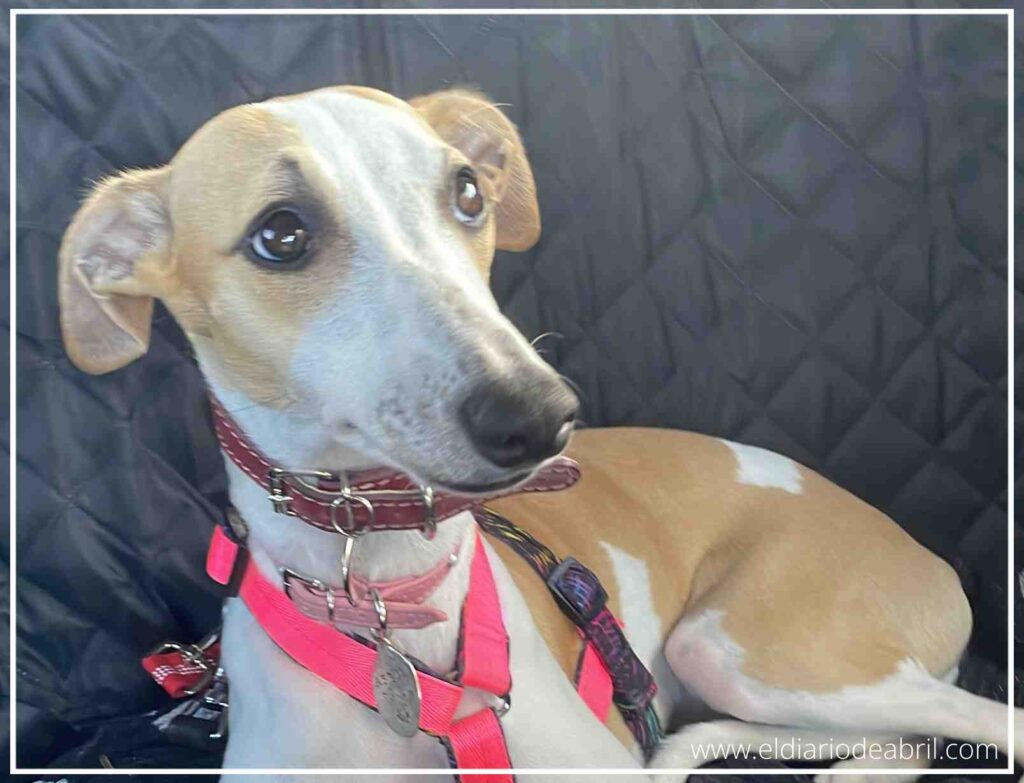 La Whippet Abril, viajando en coche con su arnés de perripandi.