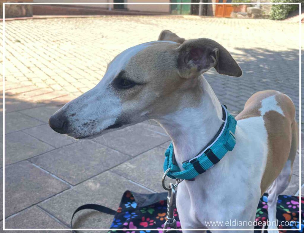 La Whippet Abril, en la calle con su collar de color azul.