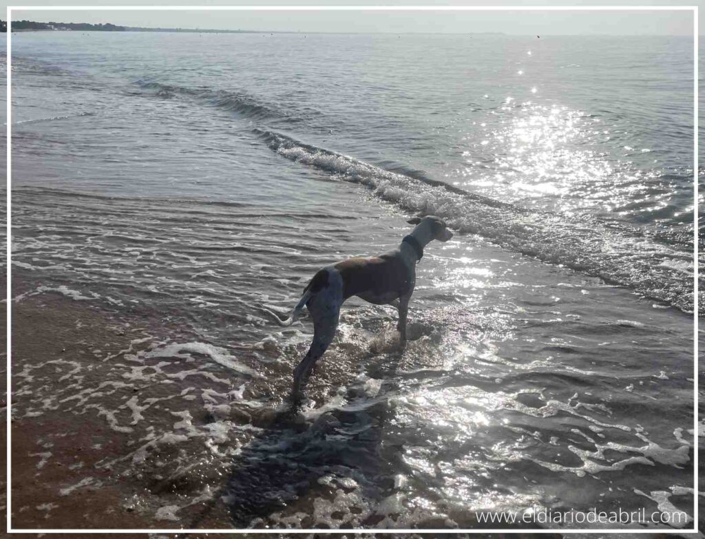 Una Whippet que se quiere bañar en el mar