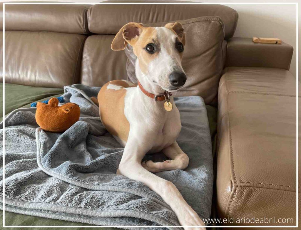 La Whippet Abril, en el sofá marrón de casa, con cara de interrogante.