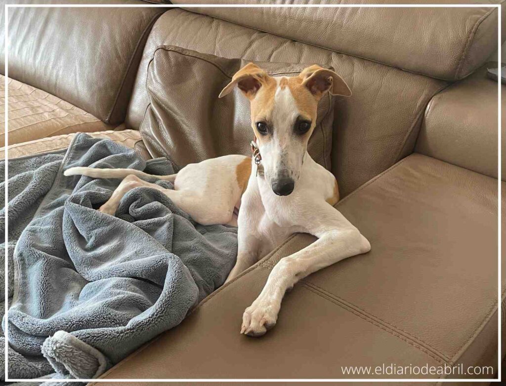 La Whippet Abril, más chula que un ocho en casa, en el sofá marrón.