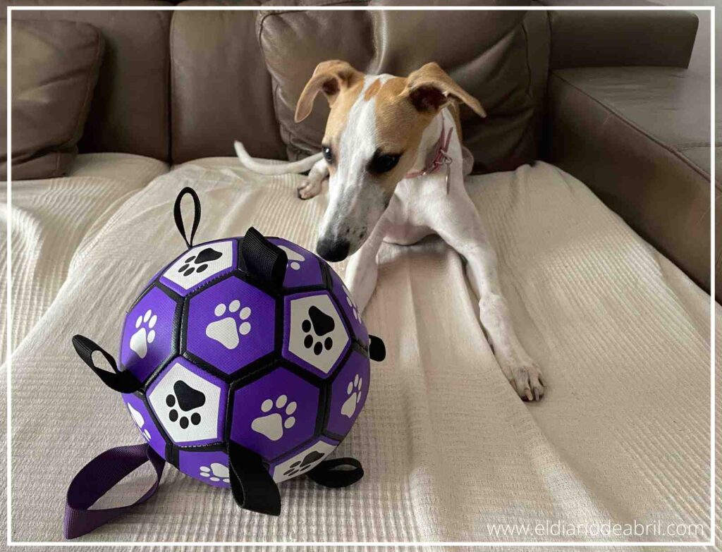 Whippet Abril jugando felizmente con su pelota favorita en un parque, mostrando su agilidad.