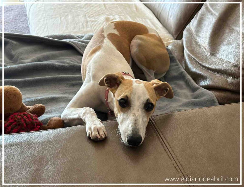 Una whippet recostada sobre un sofá de piel marrón
