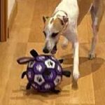 La Whippet Abril entusiasmada con su nueva pelota, como si fuera un regalo esperado, lista para jugar.