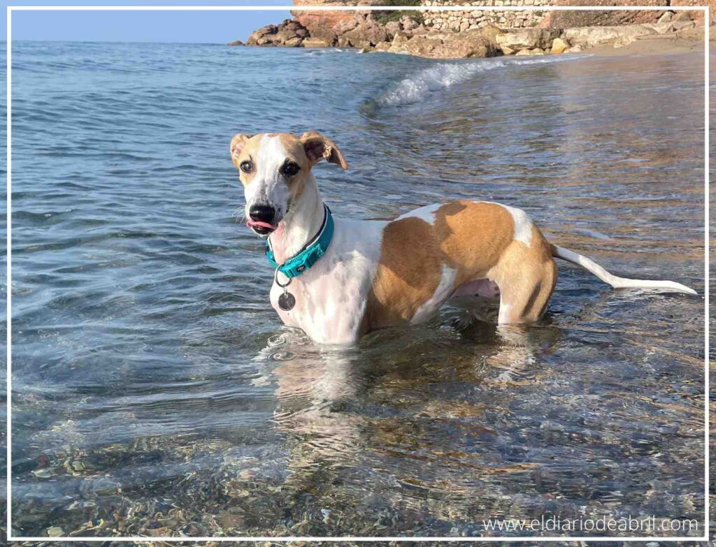 Colores del Mediterráneo con una Whippet