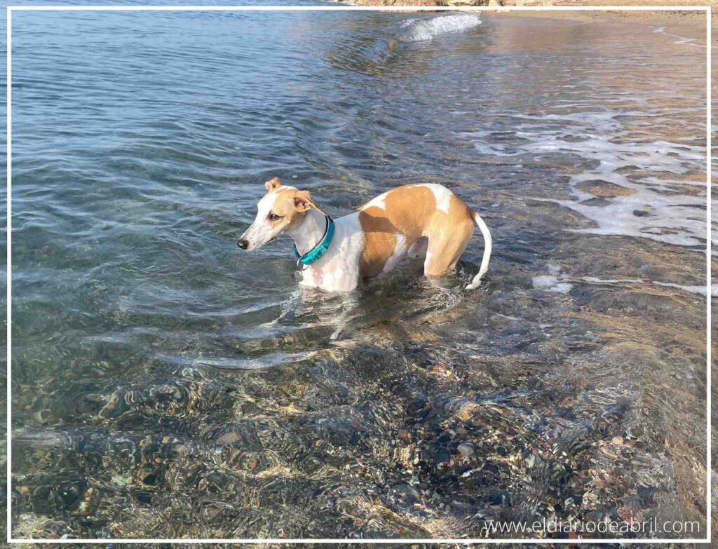 Cada vez más cerca de conseguir que se bañe nuestra Whippet Abril