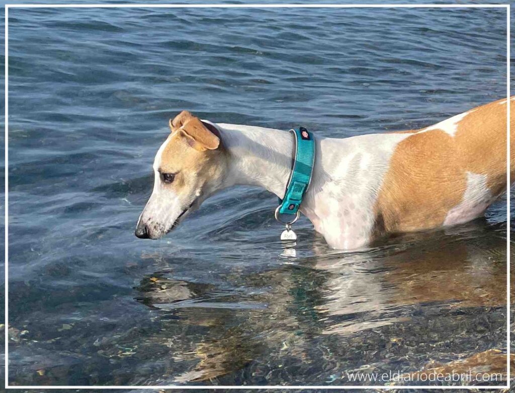 Una Whippet oliendo el mar Mediterráneo