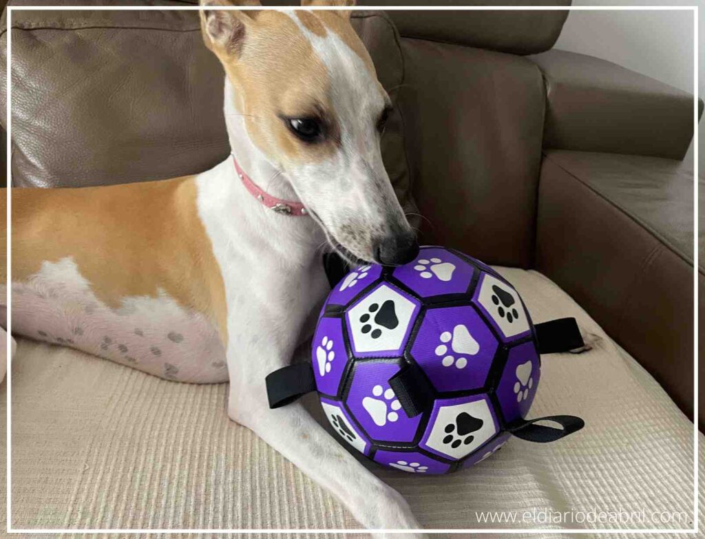 Un Whippet disfrutando de una sesión de juego intensa con una pelota, reflejando pura diversión y ejercicio.