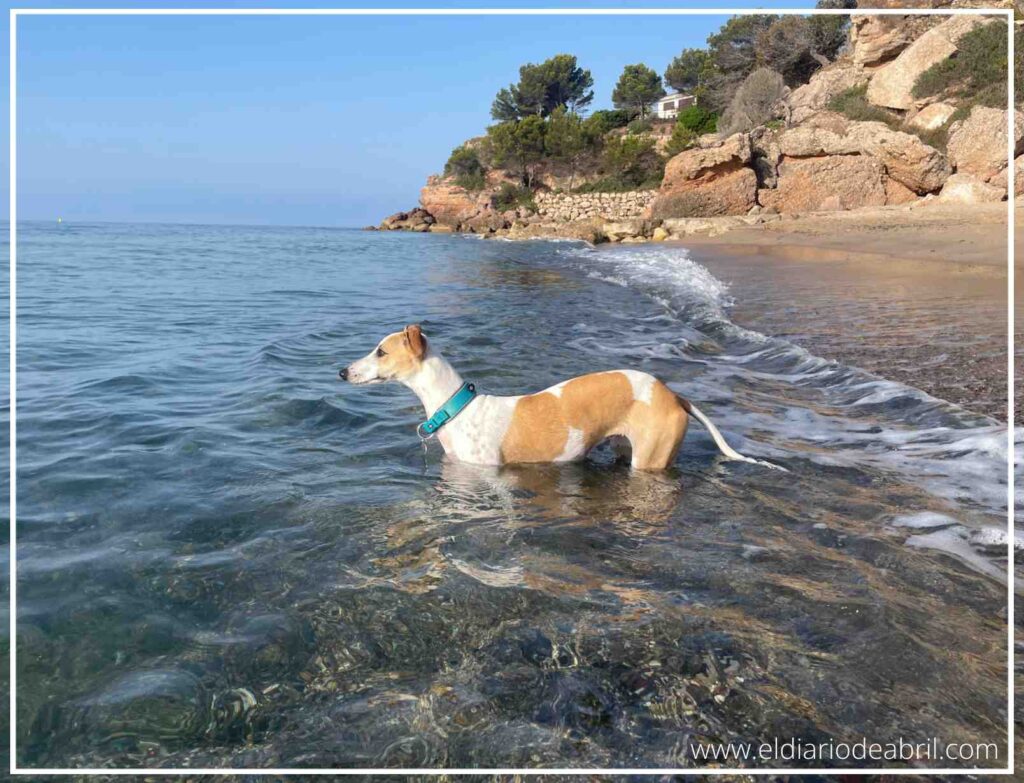 Parece ser que cada vez le gusta más el baño en el mar a nuestra Whippet