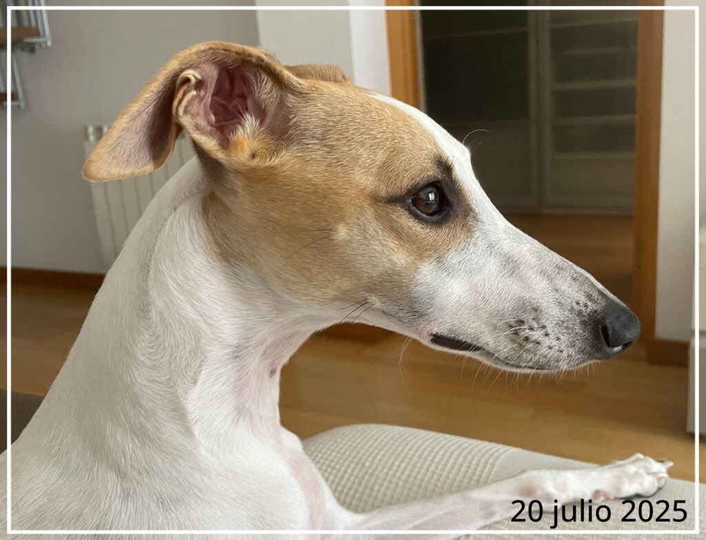 Perfil de una Whippet con meses de edad del año 2025