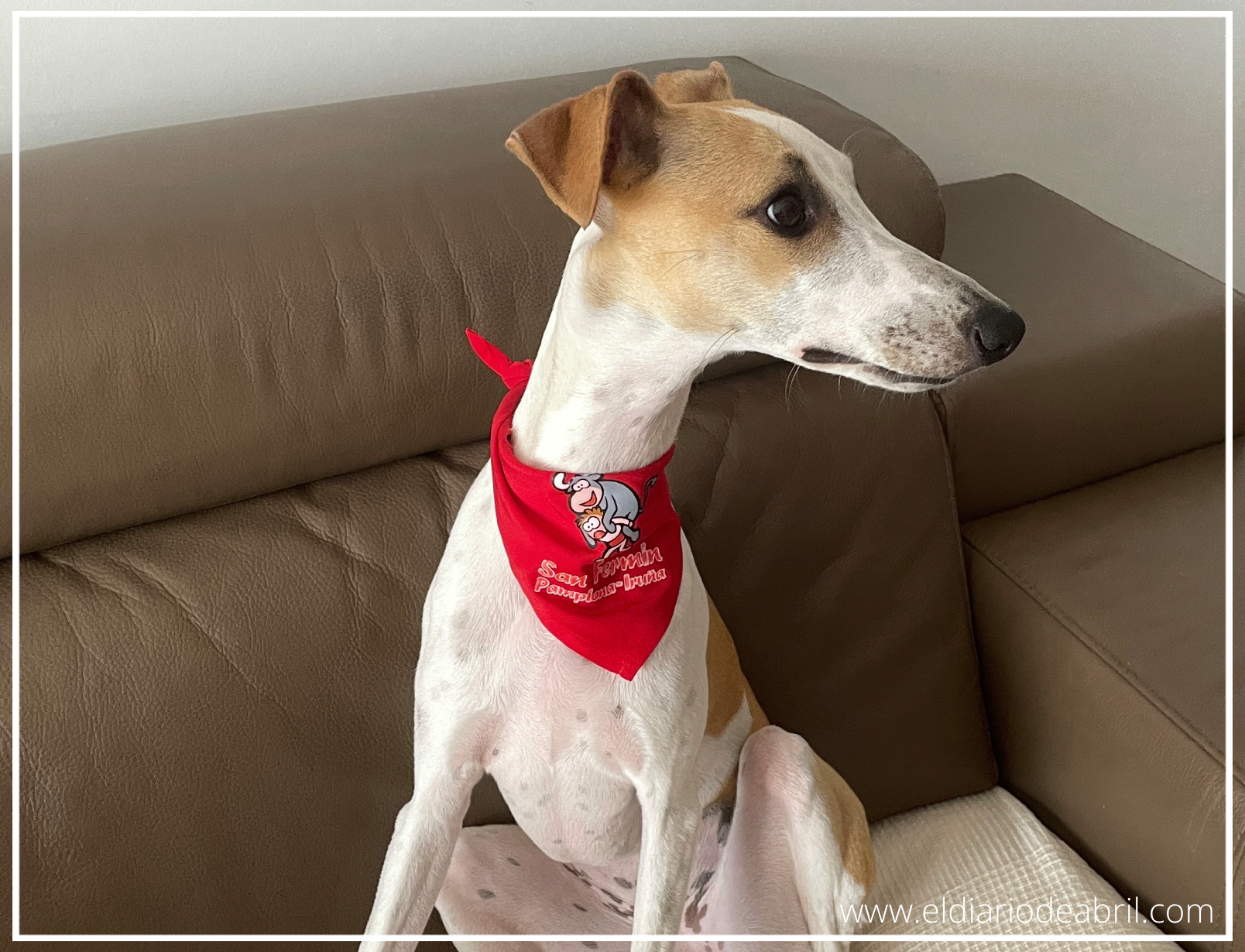 San Fermín se ha unido a nuestra Whippet pamplonesa