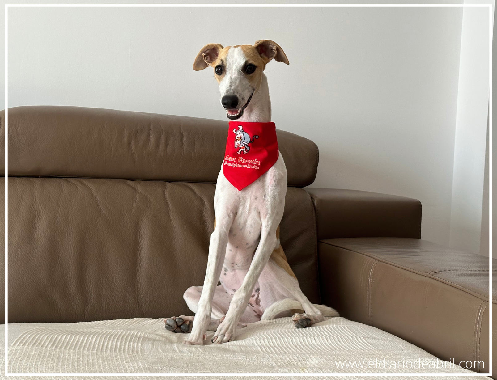 Una Whippet con un pañuelo de san Fermín