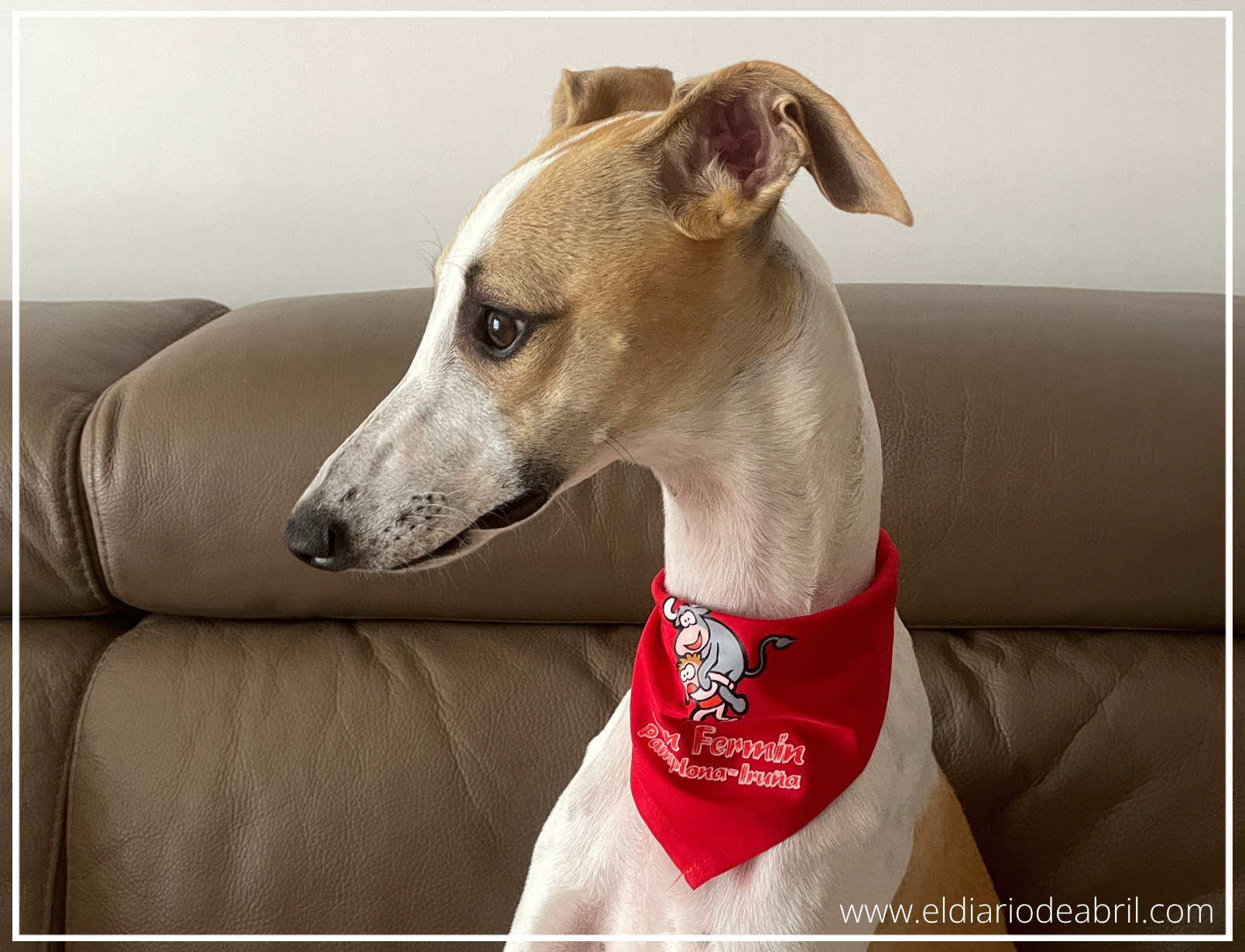 Una whippet en el sofá con su pañuelo de San Fermín