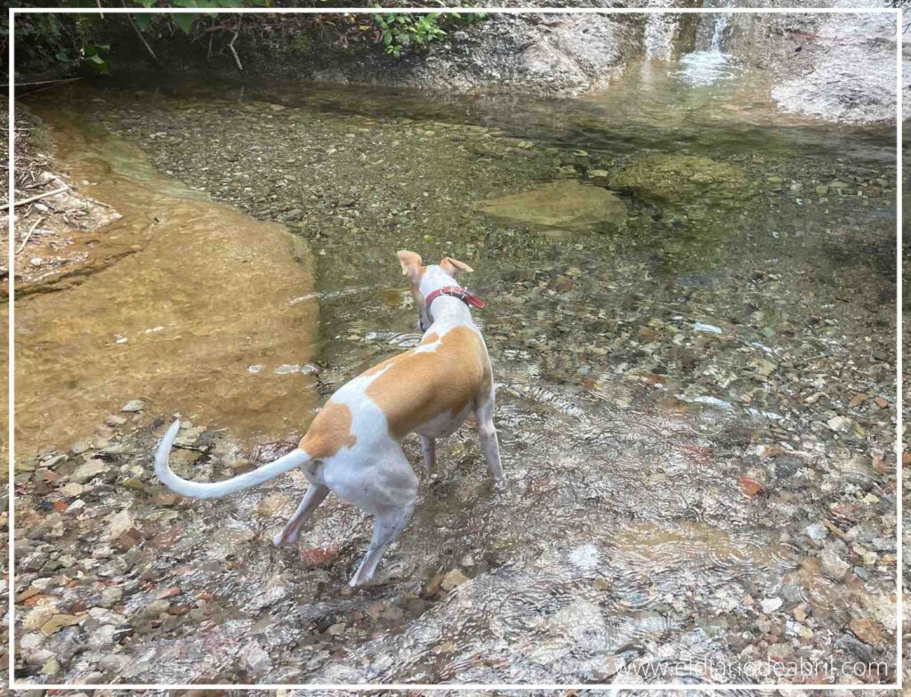 Abril, la Whippet, disfrutando de un refrescante baño en el Torrent de la Flor del Llor, cerca del Marquet de les Roques.