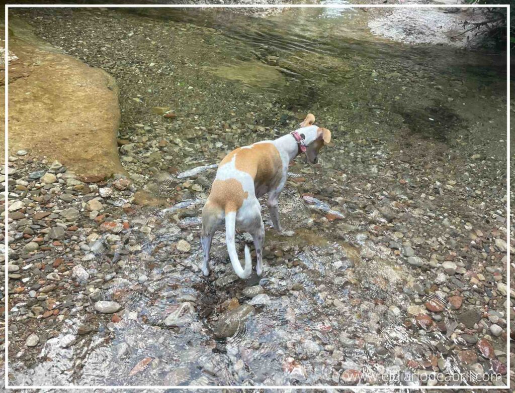 Retrato de nuestra Whippet, Abril, explorando los alrededores del Marquet de les Roques durante una excursión canina.