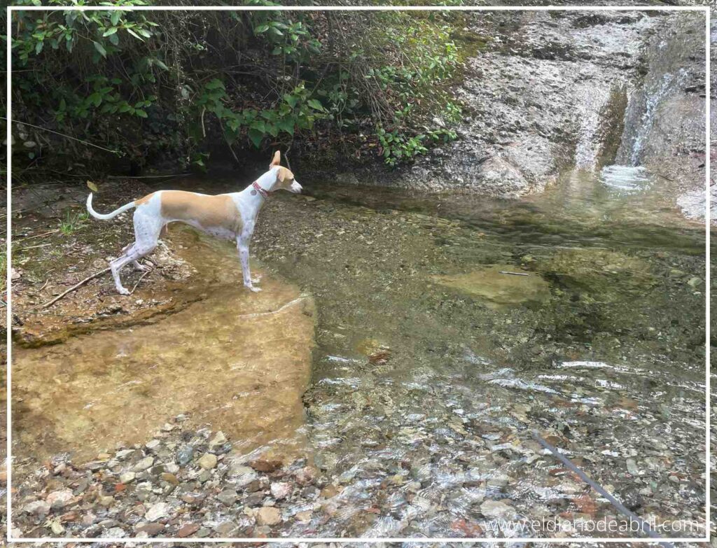 Abril la Whippet jugando animadamente en el agua y la orilla del Torrent de la Flor del Llor, en el Marquet de les Roques.