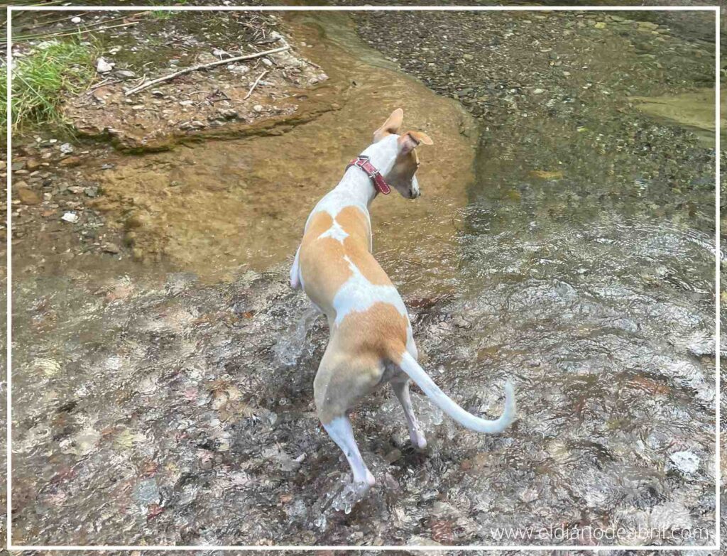 Nuestra Whippet, Abril, remojándose las patas en las aguas cristalinas del Marquet de les Roques.