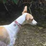 Abril, nuestra Whippet, posando con el majestuoso Marquet de les Roques de fondo en Sant Llorenç Savall.