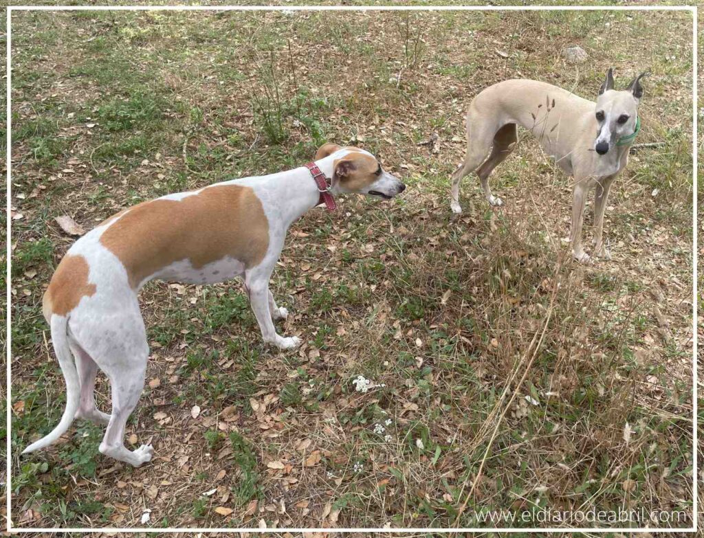 Una fotografía de Abril, la joven Whippet, corriendo libre y feliz en un campo abierto.