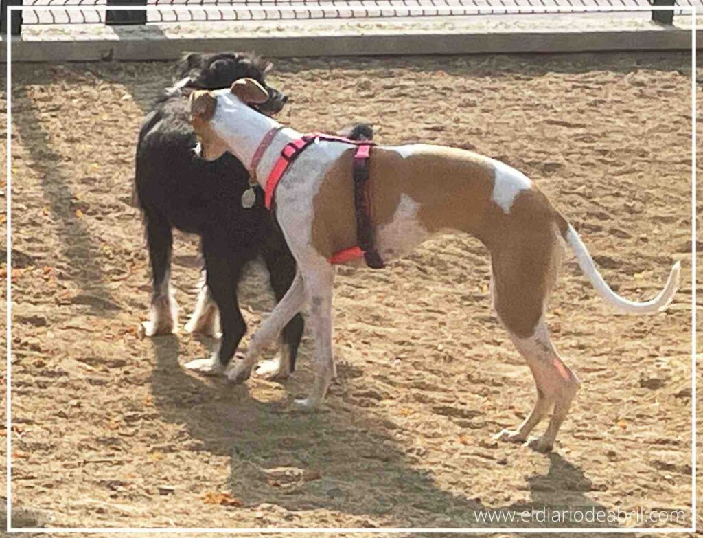 Cachorro whippet, Abril, jugando felizmente con otro perro en un parque.
