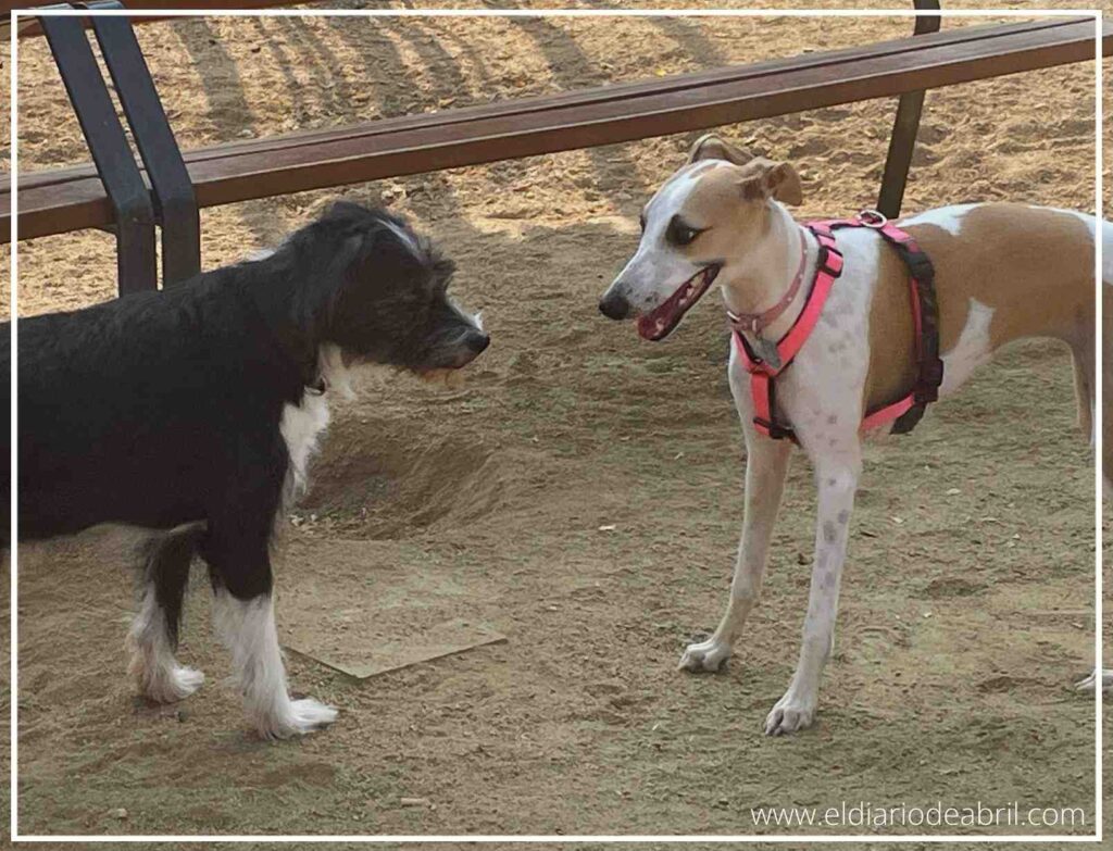 Primer plano de Abril, la whippet, con su nuevo amigo canino Mani.